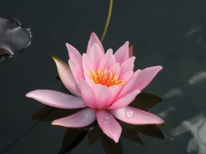 PerfectPinkLotus